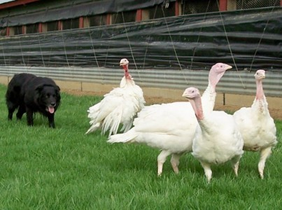 Certik herding turkeys